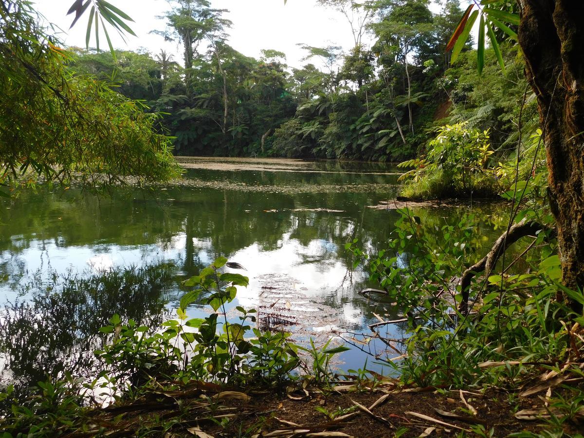 Rainforest Eco Lodge Suva Exterior foto